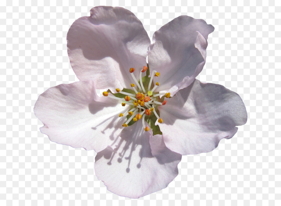 Fleurs De Cerisier，Fleurs PNG