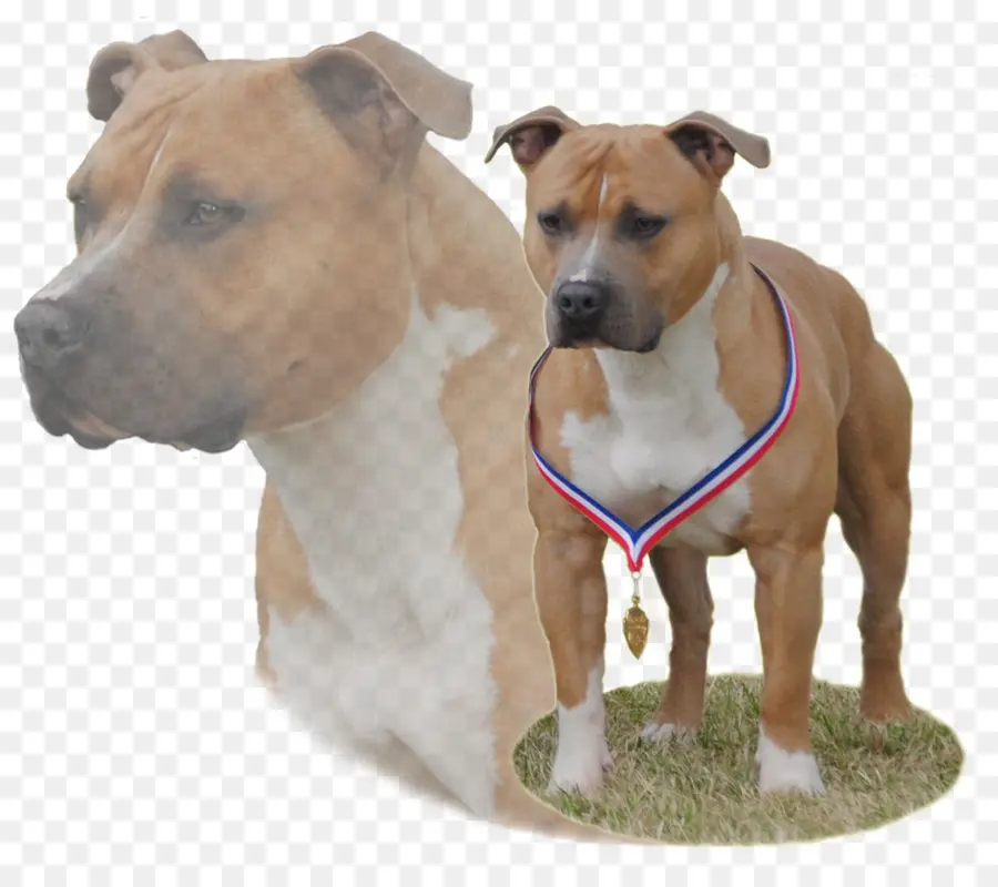 Chien Avec Médaille，Animal De Compagnie PNG