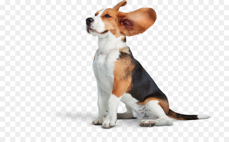 Chien，Animal De Compagnie PNG