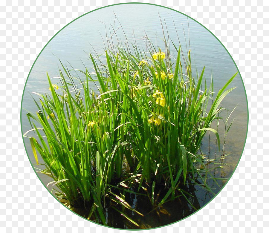 Iris Pseudacorus，Sweet Drapeau PNG