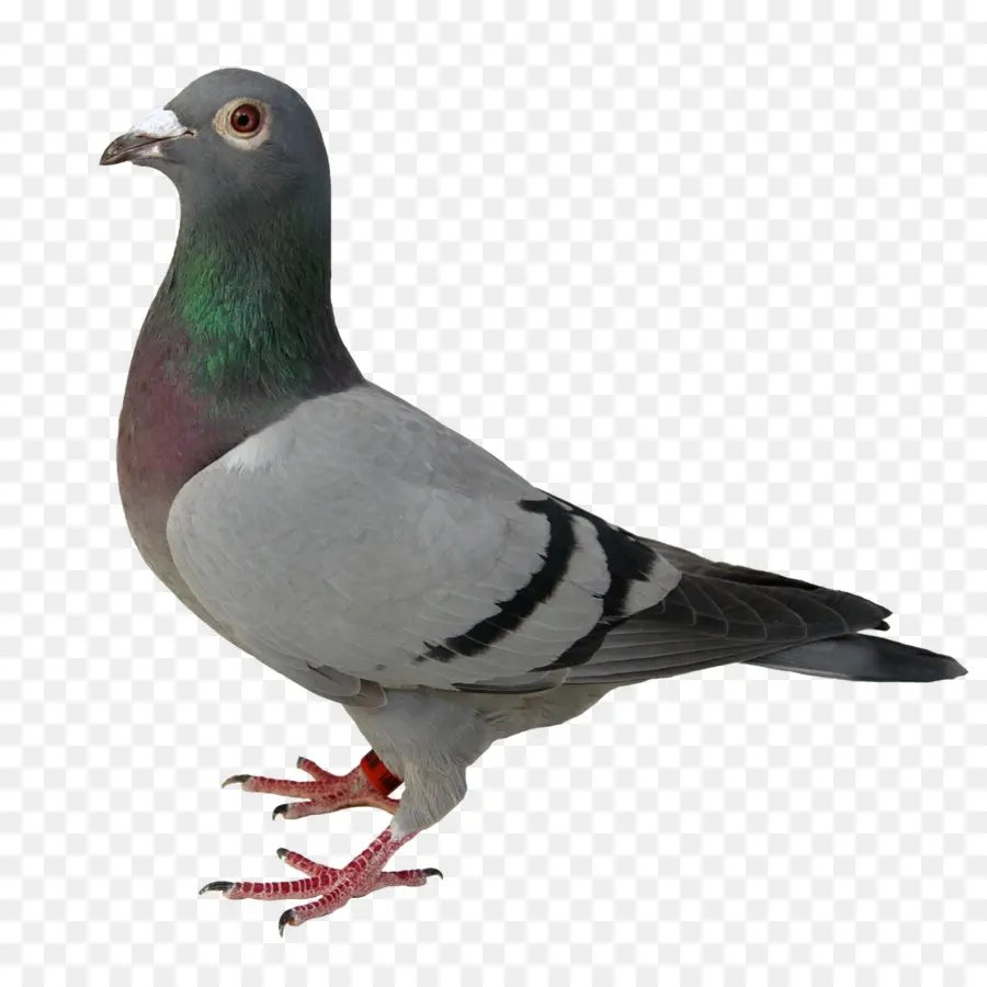 Pigeon，Colombe PNG