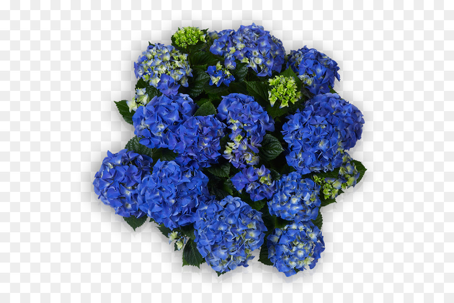 Hortensia，Les Fleurs Coupées PNG