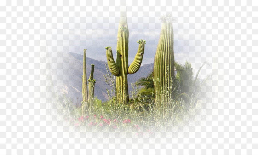 Saguaro，Désert De Sonora PNG