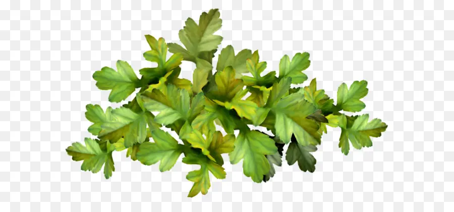 Persil，Légumes PNG