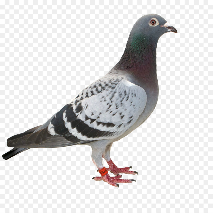 Pigeon，Colombe PNG