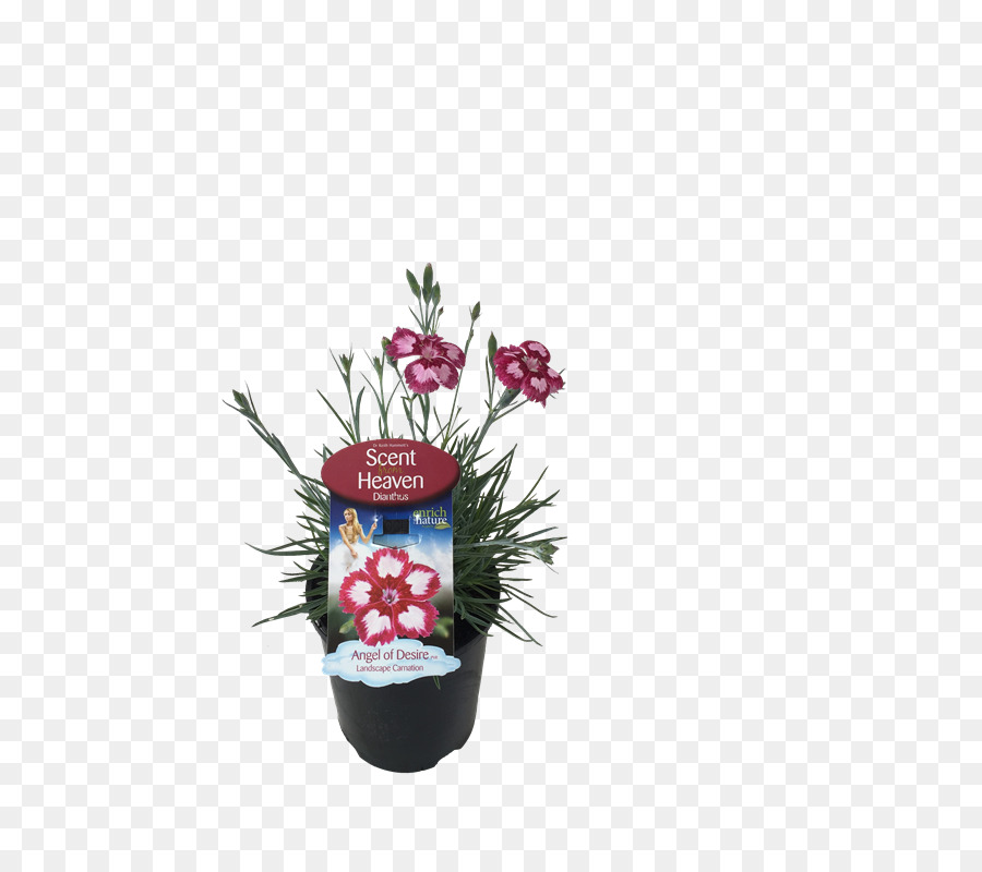 La Floraison De La Plante，Flowerpot PNG