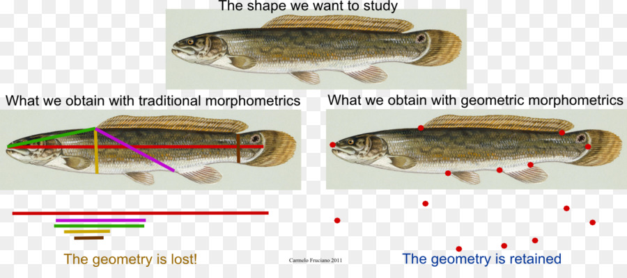 Morphométrie，Morphométrie Géométrique En Anthropologie PNG