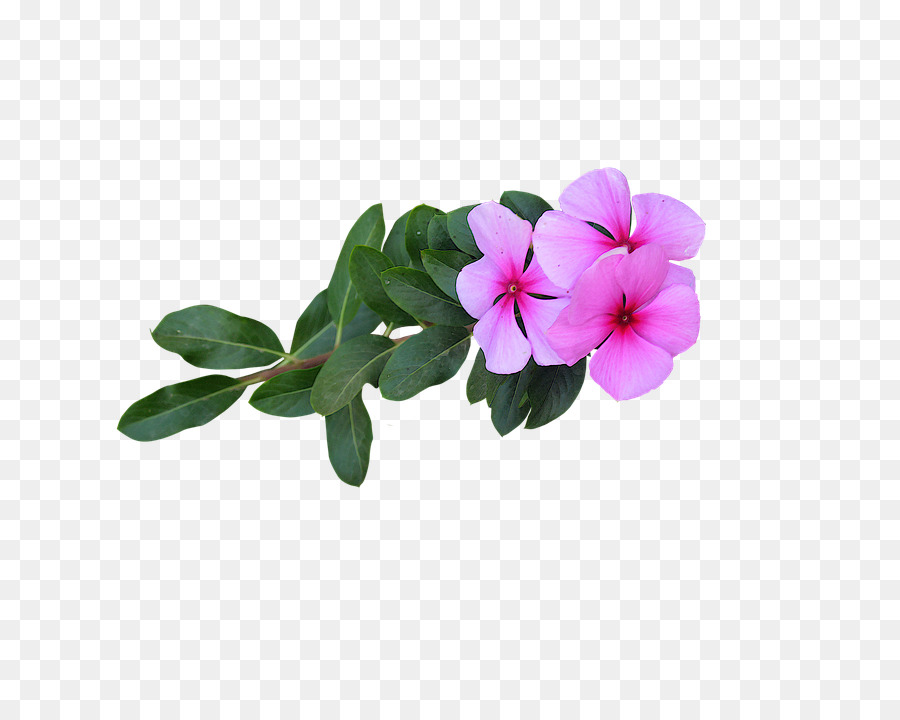 Fleurs Roses，Fleurir PNG