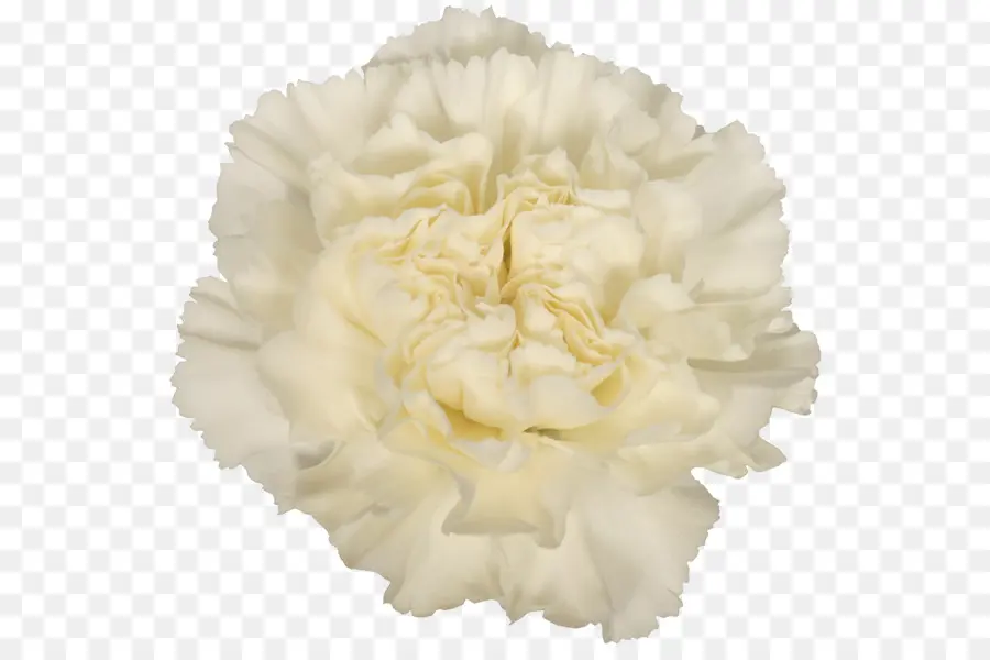 Fleur D'oeillet Blanc，Œillet PNG