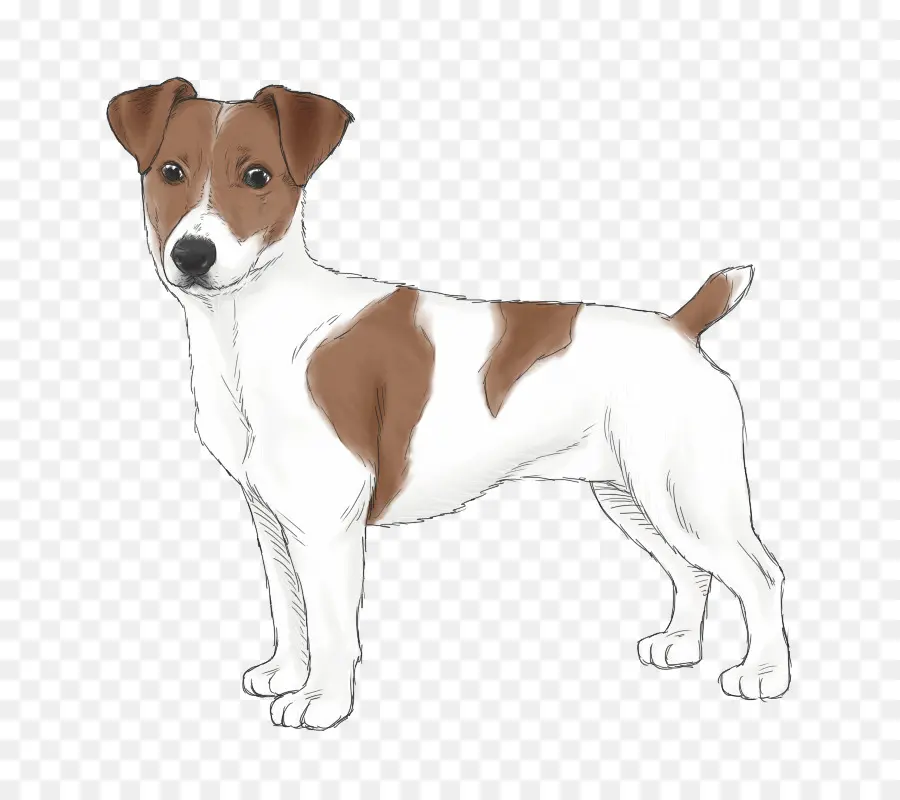 Russell Terrier，Terrier De Jack Russell PNG