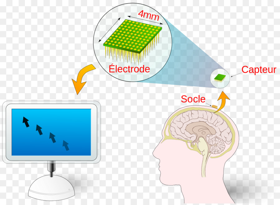 Interface Informatique Cerveau，La Technologie PNG