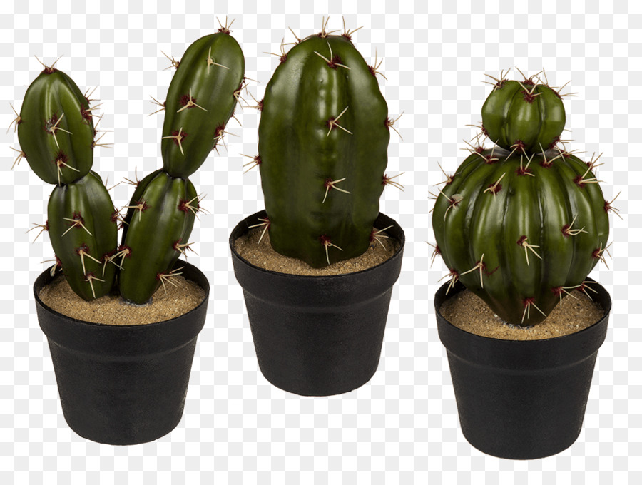 Cactus，Vert PNG