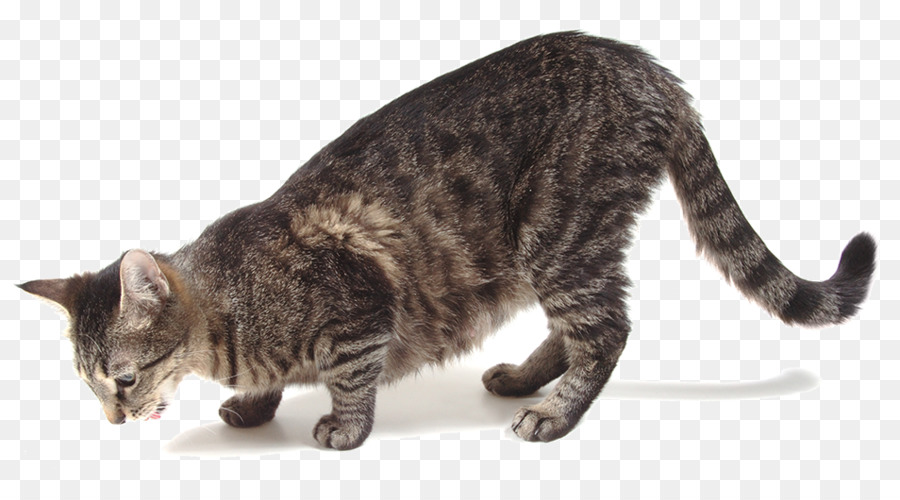 Chat，Animal De Compagnie PNG