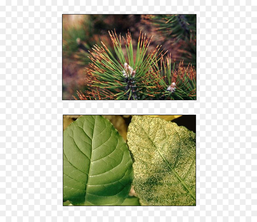 Evergreen，Feuille PNG