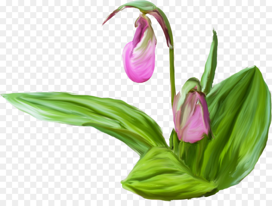 Tulip，Les Fleurs Coupées PNG