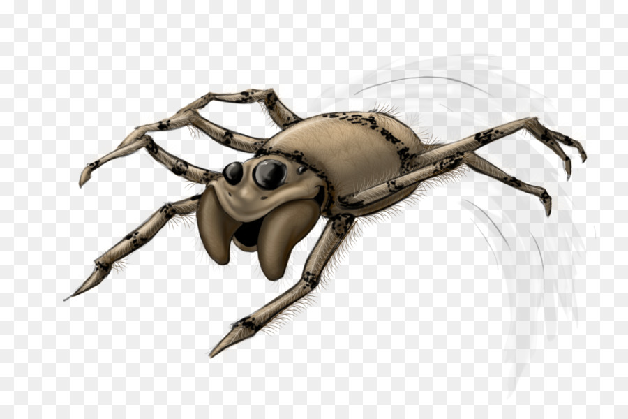 Crabe，Les Insectes PNG