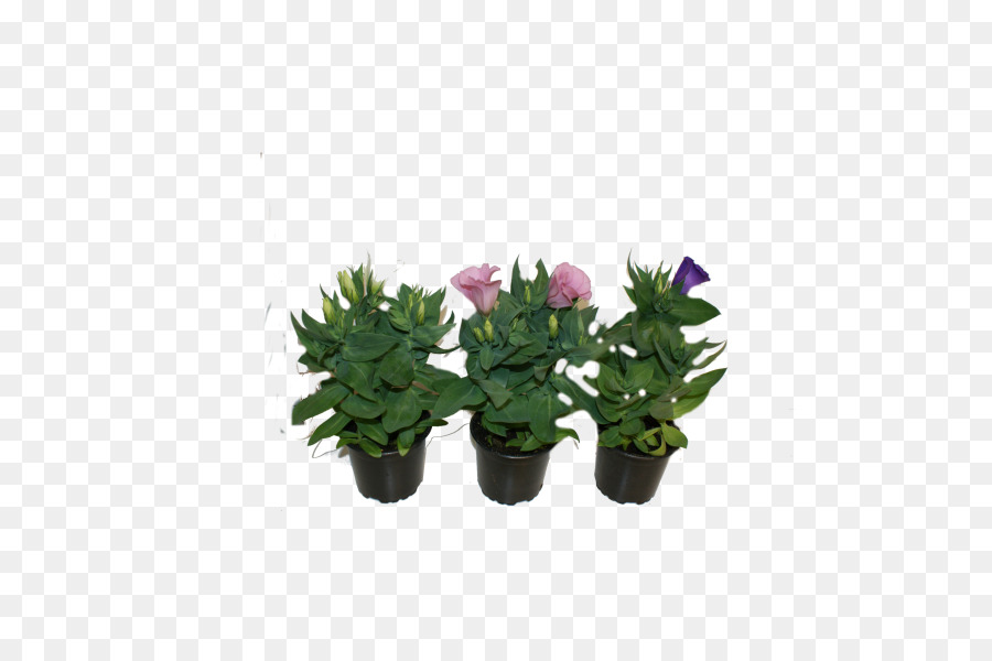 Flowerpot，Citroën Cactus M PNG