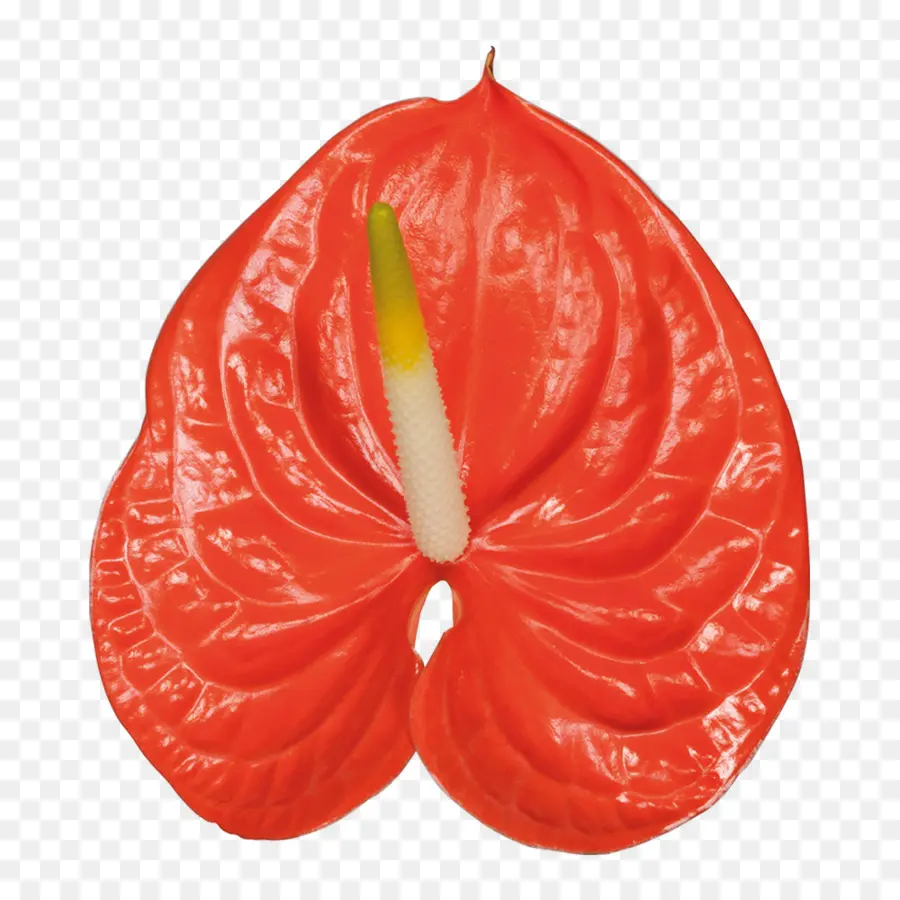 La Floraison Des Plantes En Pot，Anthurium Andraeanum PNG