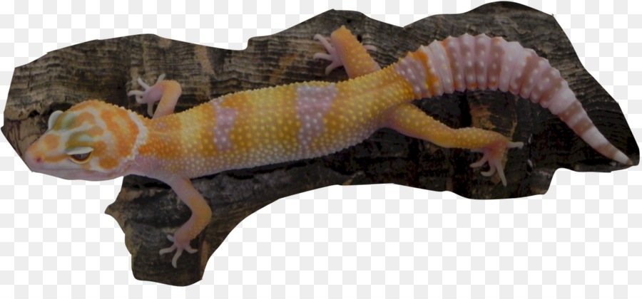 Lézard， PNG