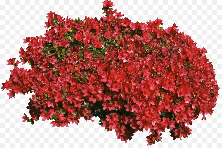 Fleurs Rouges，Buisson PNG