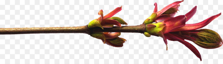 Arbre，Willow PNG