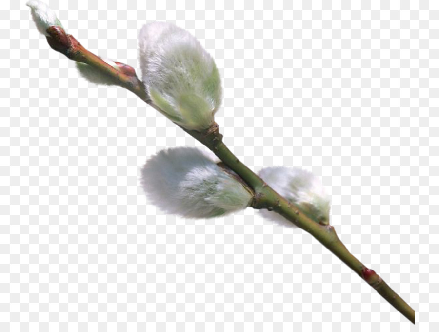 Bifurquer，Bourgeons PNG