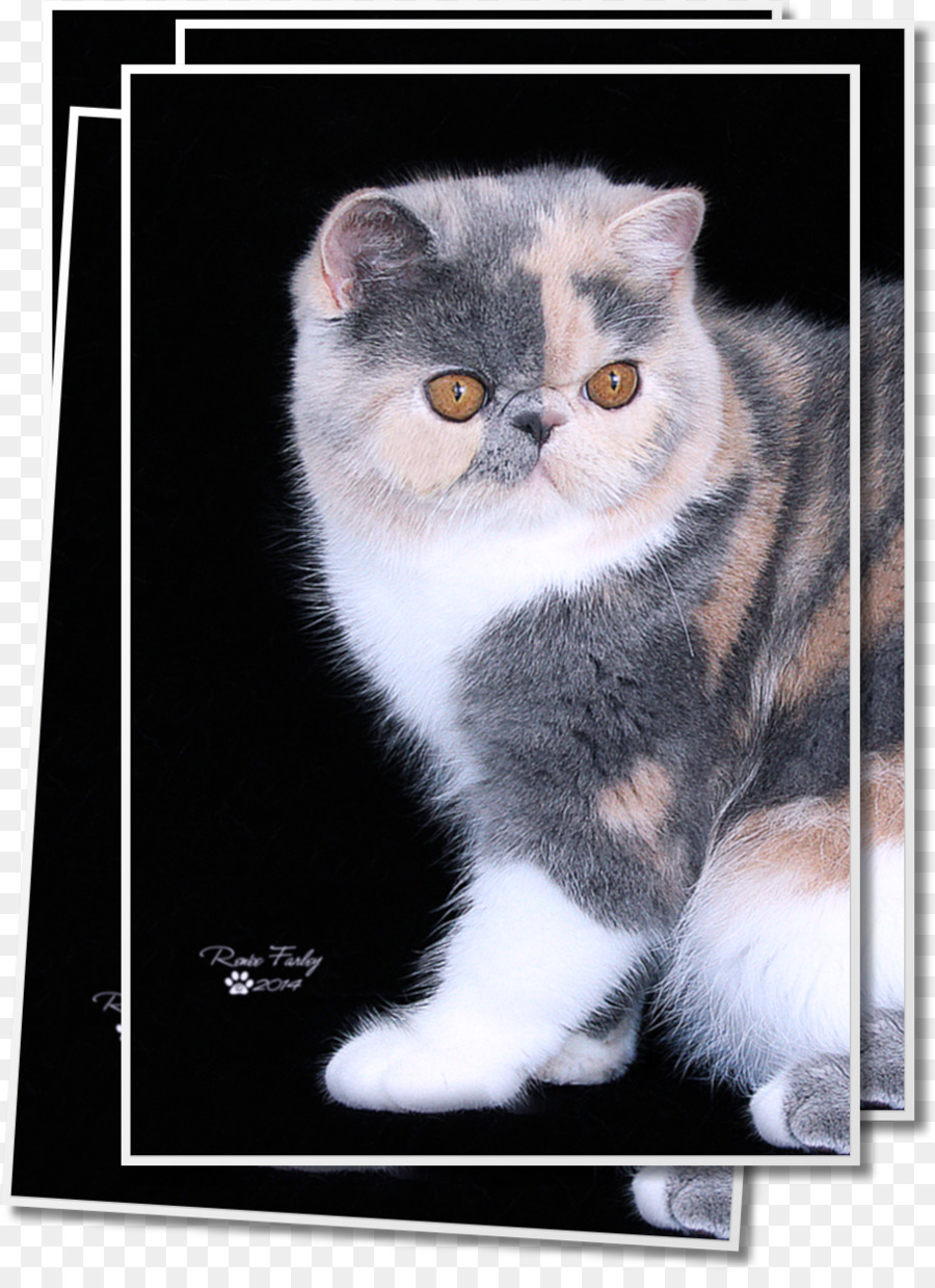 L Exotic Shorthair，Chat Persan PNG