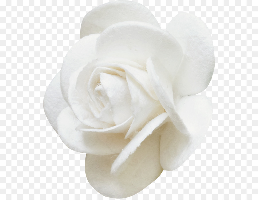 Rose Blanche，Floraison PNG