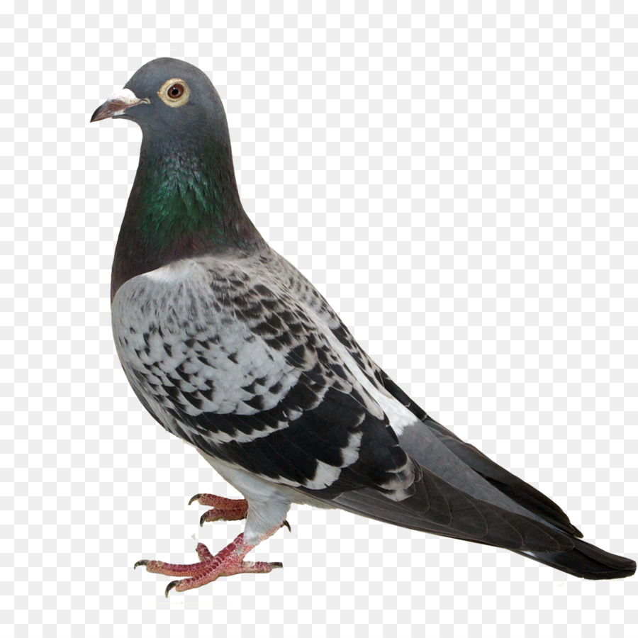 Pigeon，Colombe PNG