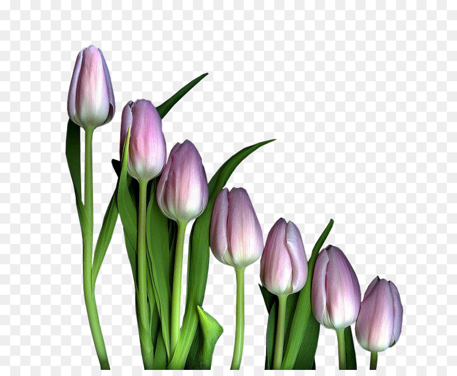 Fleurs Colorées，Tulipe PNG