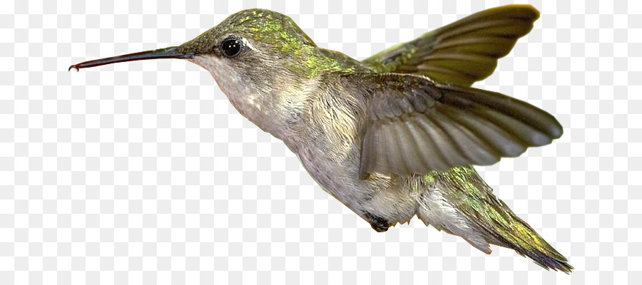 Colibri，Ailes PNG