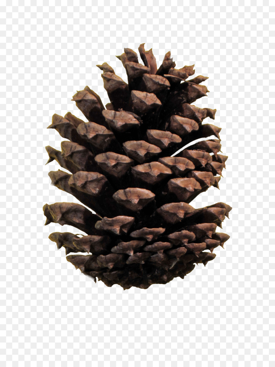 Pomme De Pin，Nature PNG