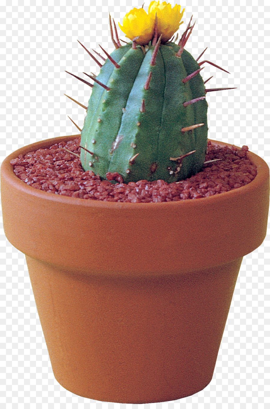 Fraise Hedgehog Cactus，Flowerpot PNG