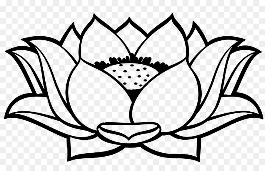 Lotus，Contour PNG