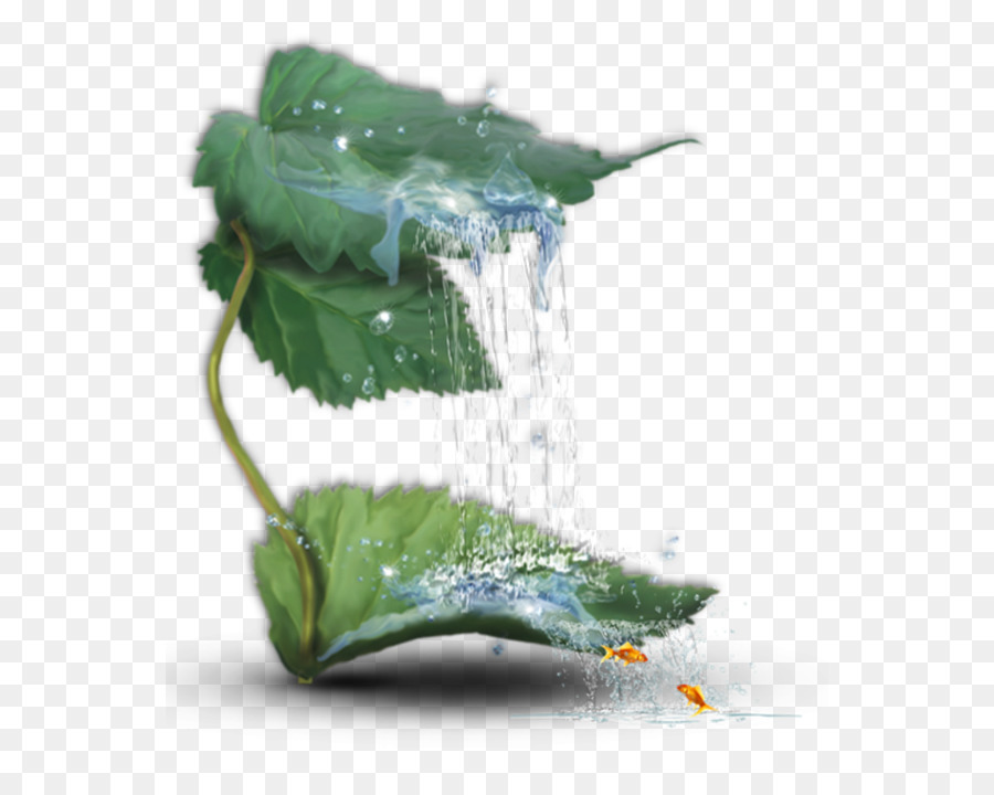 Feuille，L Eau PNG