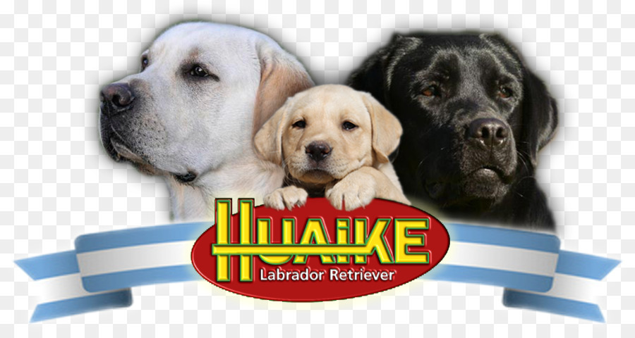 Le Labrador Retriever，Race De Chien PNG