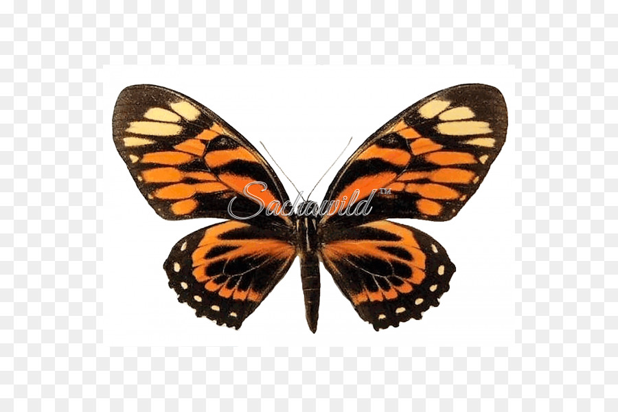 Papillon Monarque，Papillon PNG