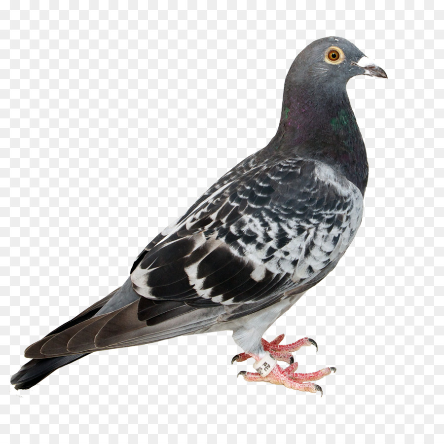 Pigeon，Colombe PNG