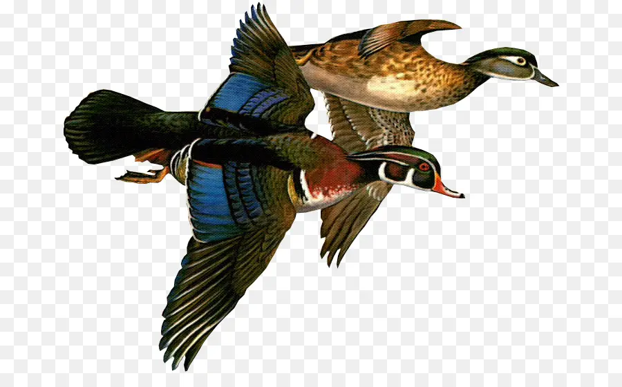 Canards Volants，Oiseaux PNG