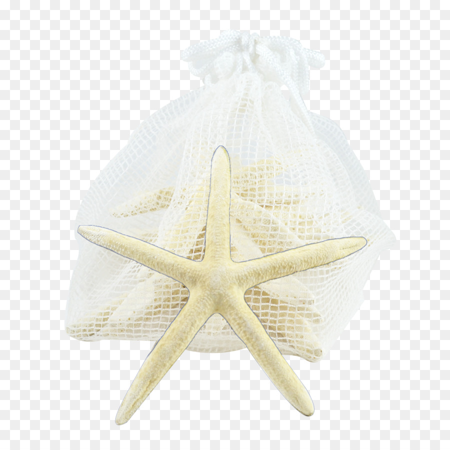 Les étoiles De Mer，Beige PNG