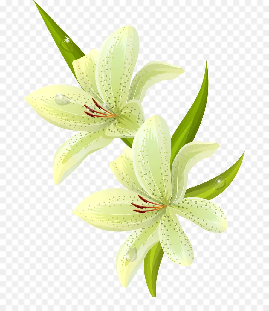 Lys Blancs，Fleurir PNG