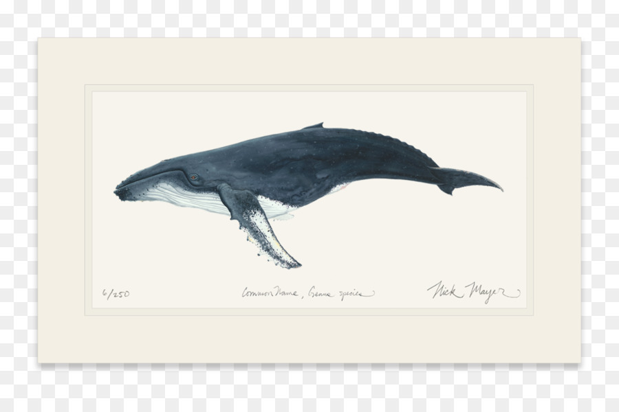 Dauphin，Baleine à Bosse PNG