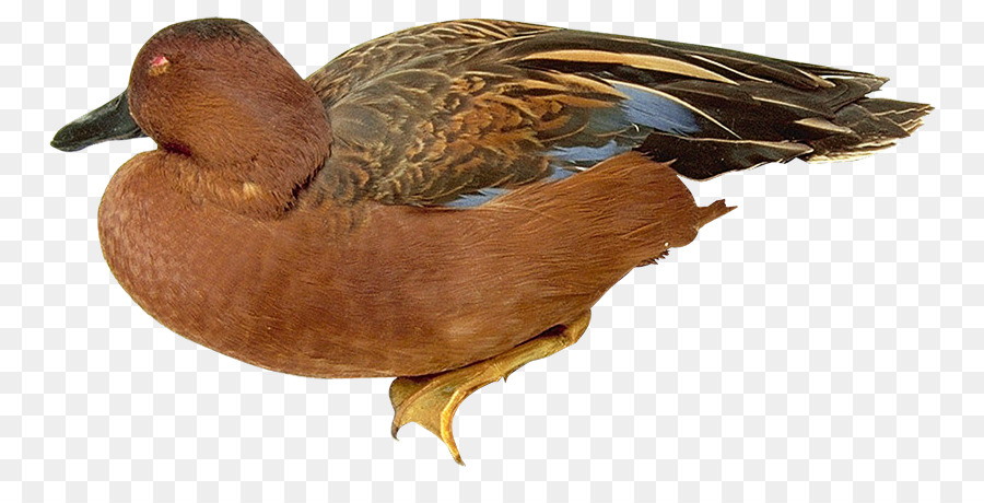 Mallard，Canard PNG