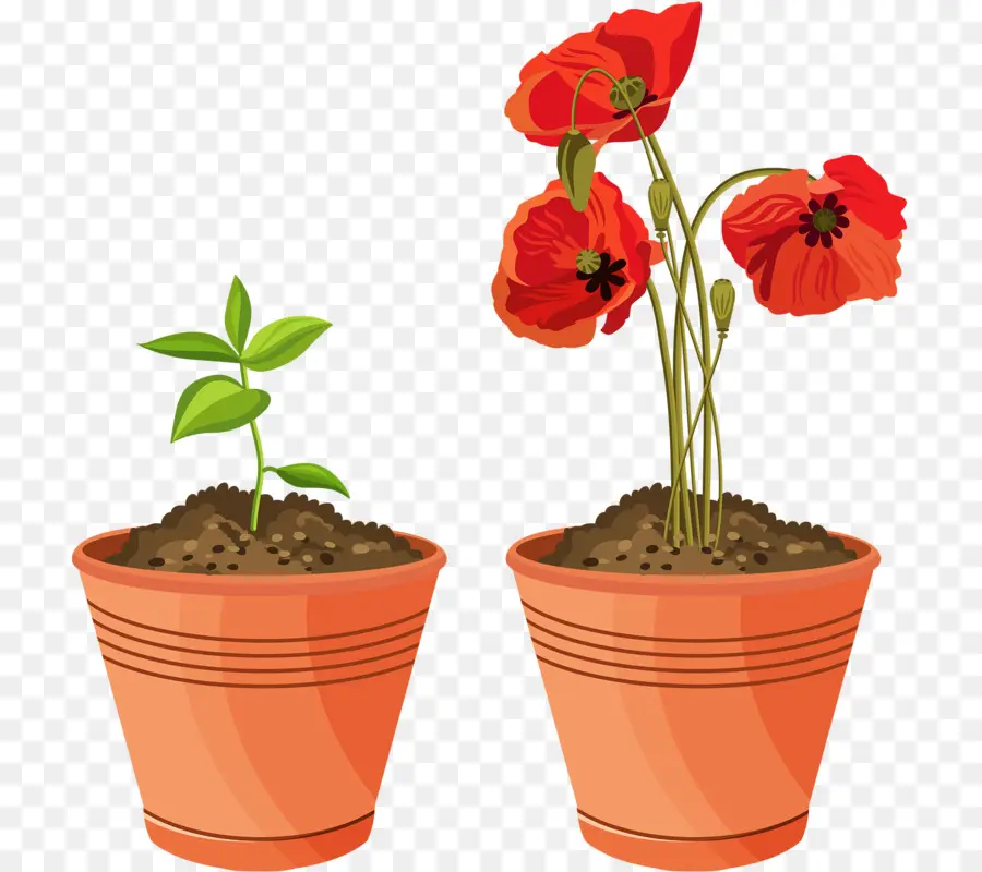 Flowerpot，Illustrations Florales PNG