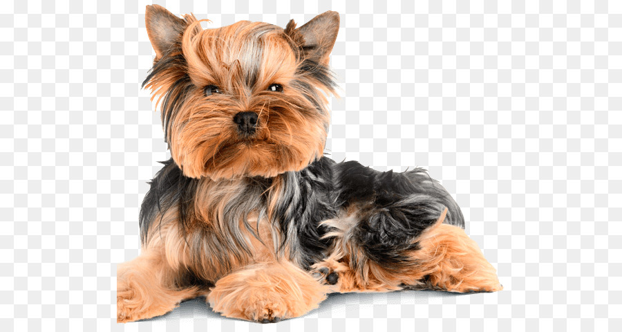 Le Yorkshire Terrier，Chiot PNG