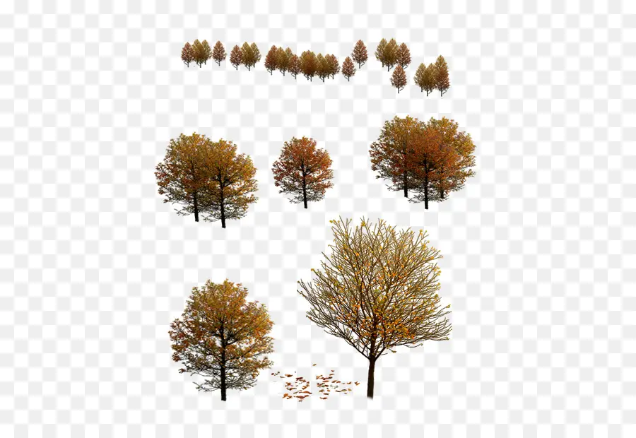 Arbre，L Automne PNG