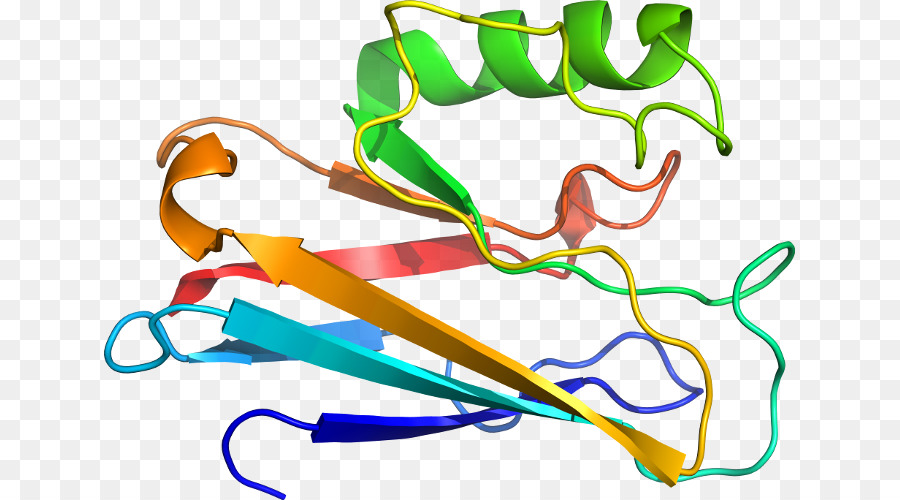 Structure Des Protéines，Biologie PNG