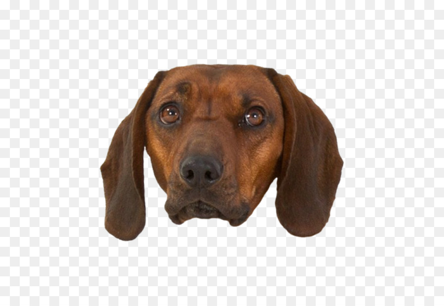 Visage De Chien，Animal De Compagnie PNG