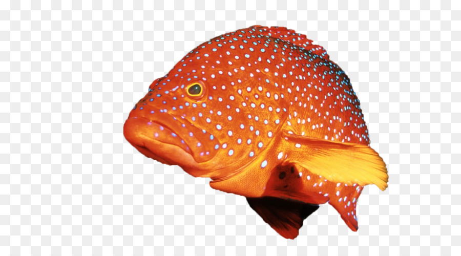 Poisson，Aquatique PNG