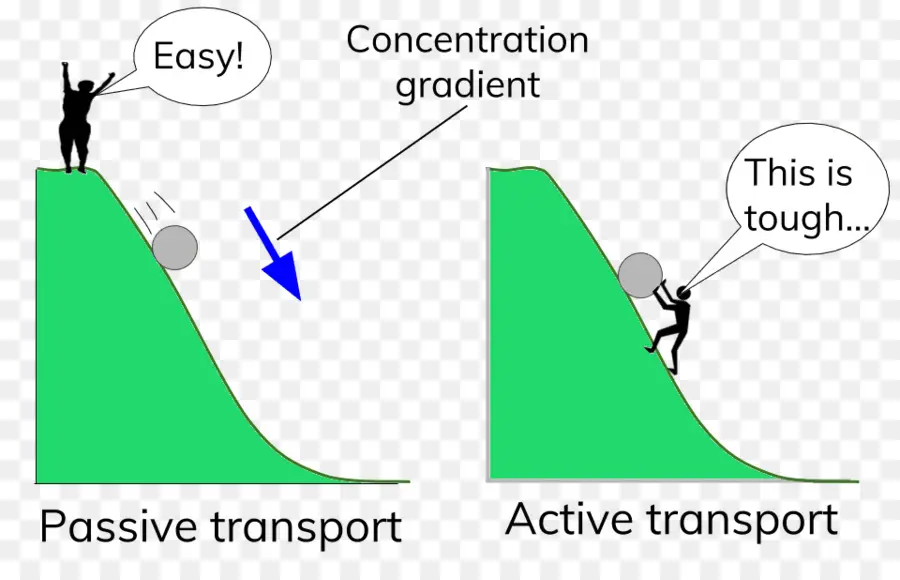 Transports Passifs Et Actifs，Pente PNG